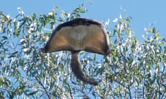 greater glider