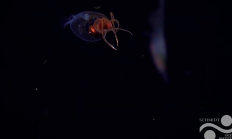 Live colossal squid captured on video in wild for first time ever