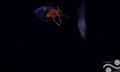 Squid captured on film in the south Atlantic Ocean is a baby, at just 11.8in (30cm) in length
