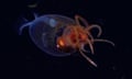 A translucent creature with red eyes and red tentacles.