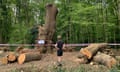 The felled oak tree in Whitewebbs Park