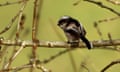 3 LTT 2 14.2.23. Bird School - a selection of images from the interior that are taken by the author Adam Nicolson and clear to use for publicity.