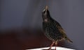 A starling