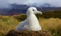 A white wandering albatross chick sits on a nest