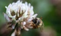 A honey bee on a white flower