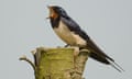 A swallow standing on a post singing