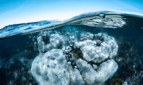Footage shows coral bleaching at Australia's Ningaloo reef
