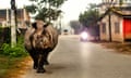 A rhino walks down a road with houses on either side