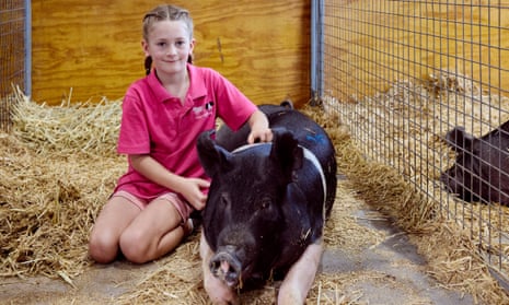 Pig handlers battle it out at the Sydney Royal Easter Show