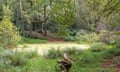 A picture of a pond within a woodland
