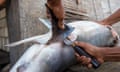 A man cutting a fin off a small shark with a knife