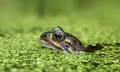 A frog in duckweed in Ellon, Aberdeenshire.
