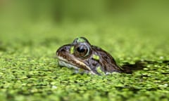 A frog in duckweed in Ellon, Aberdeenshire.