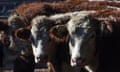 Group of cattle stand together.
