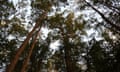 Tall trees in a NSW state forest