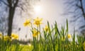 Daffodils in spring backlit by sun